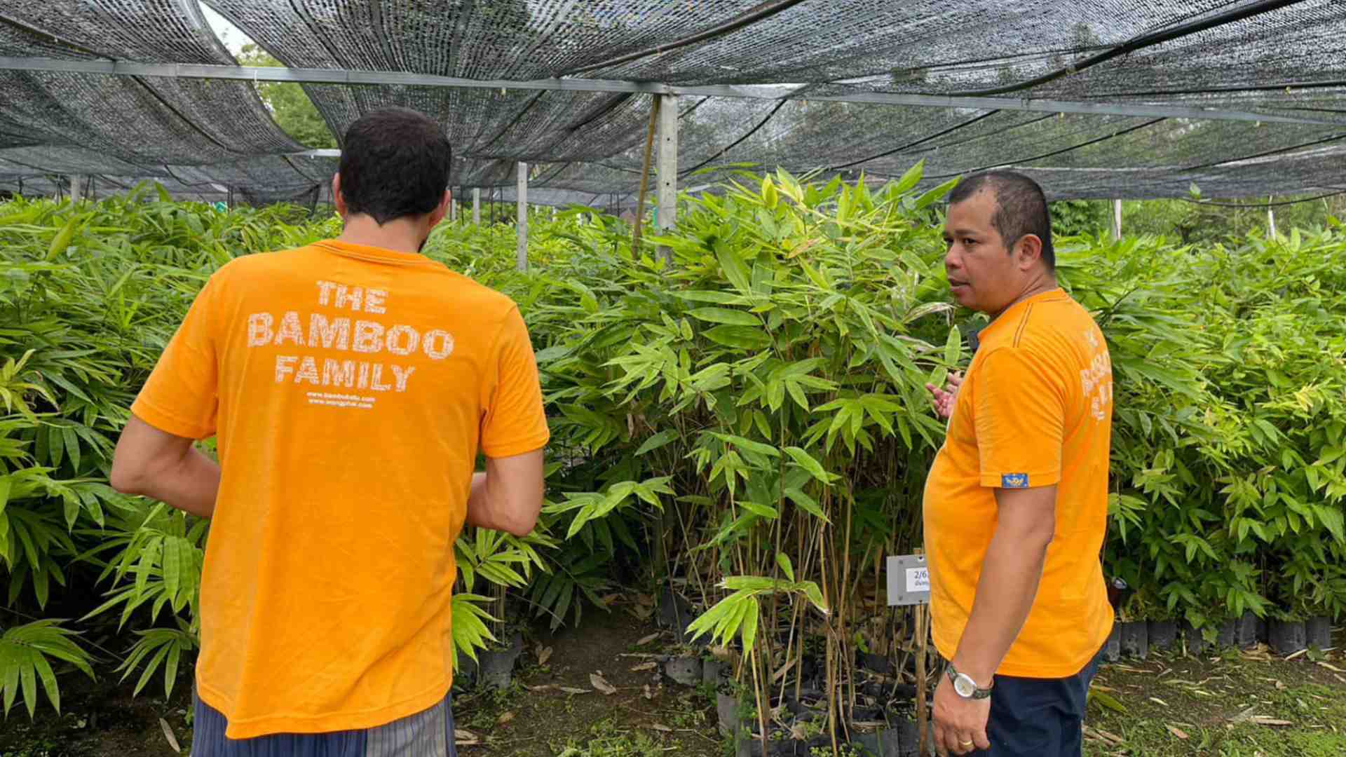 Wongphai Bamboo Nursery
