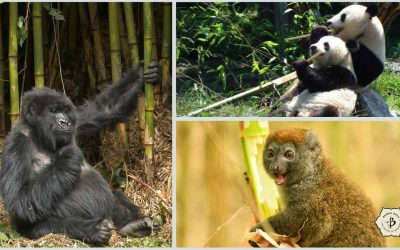 Bamboo, Pandas and Endangered Species