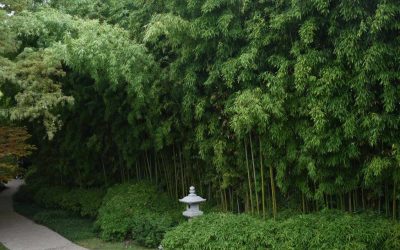 Bamboo for Japanese Gardens