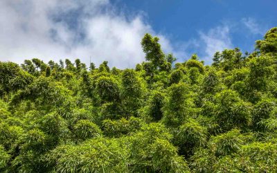 Bamboo in Hawaii: Polynesian profusion