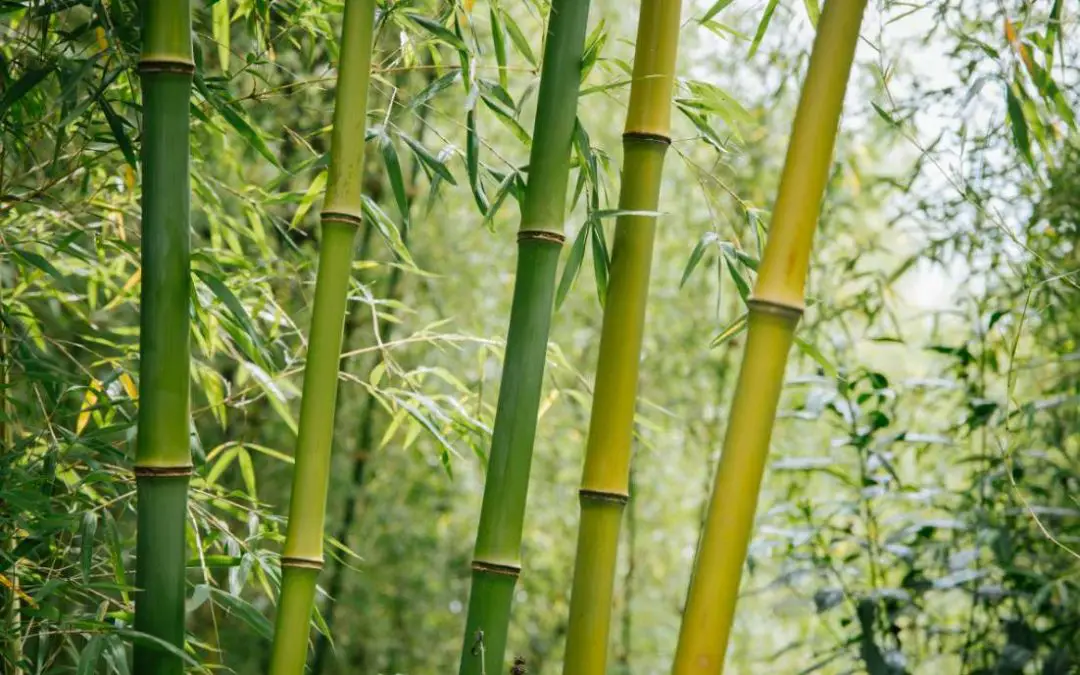 Bamboo and the Great Green Wall: Desert and mud rain
