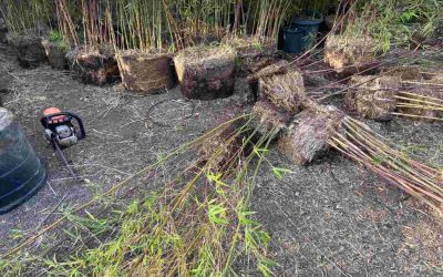 Repotting your bamboo: Transplants and divisions