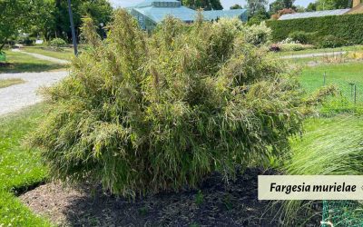 Clumping bamboo for cold climates: Ornamental options