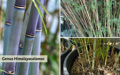 Genus Himalayacalamus: Clumping bamboo of the mountains