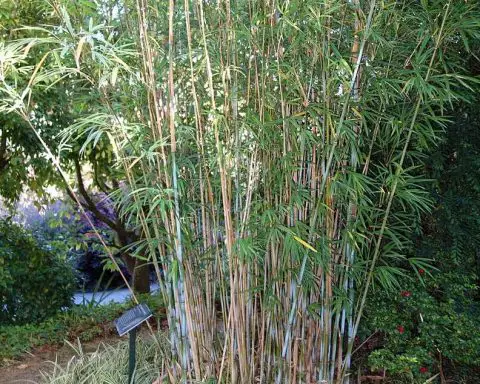 Genus Himalayacalamus: Clumping bamboo of the mountains - Bambu Batu