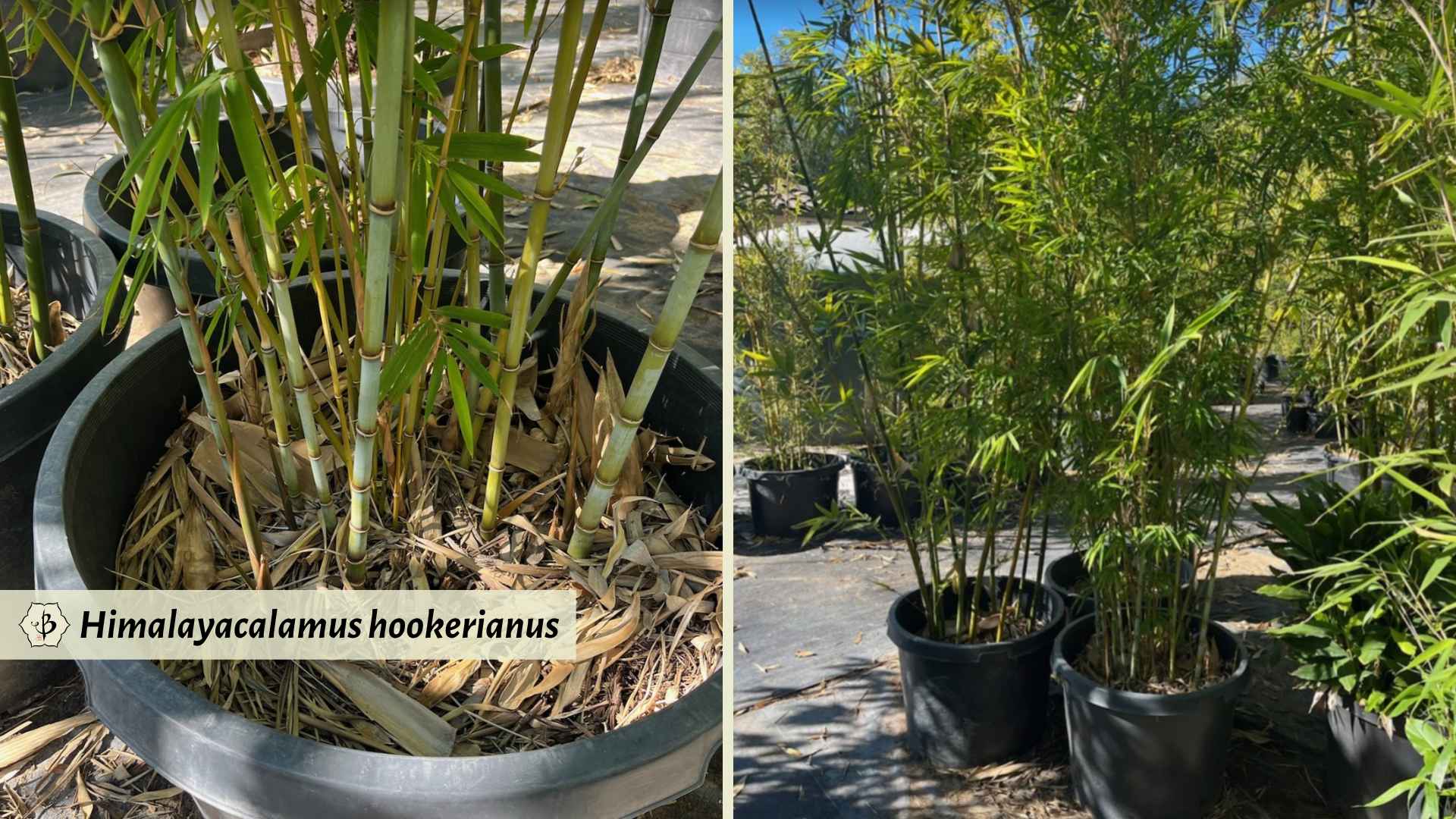 Himalayacalamus hookerianus Mesa Bamboo