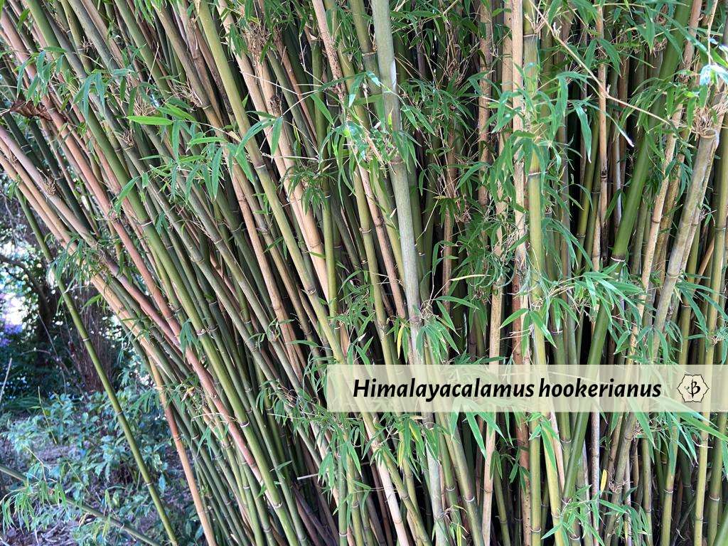 Himalayacalamus hookerianus SF Hornaday