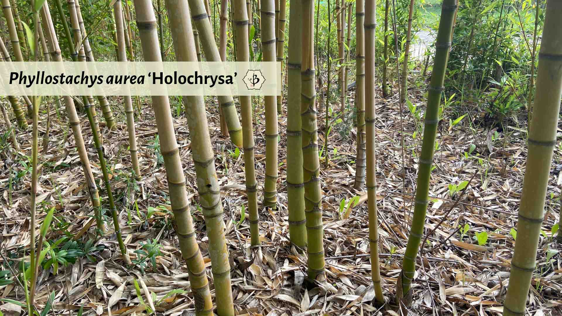 Phyllostachys aurea Holochrysa