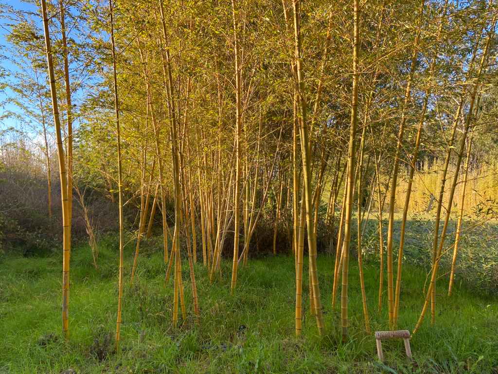 Phyllostachys edulis bicolor