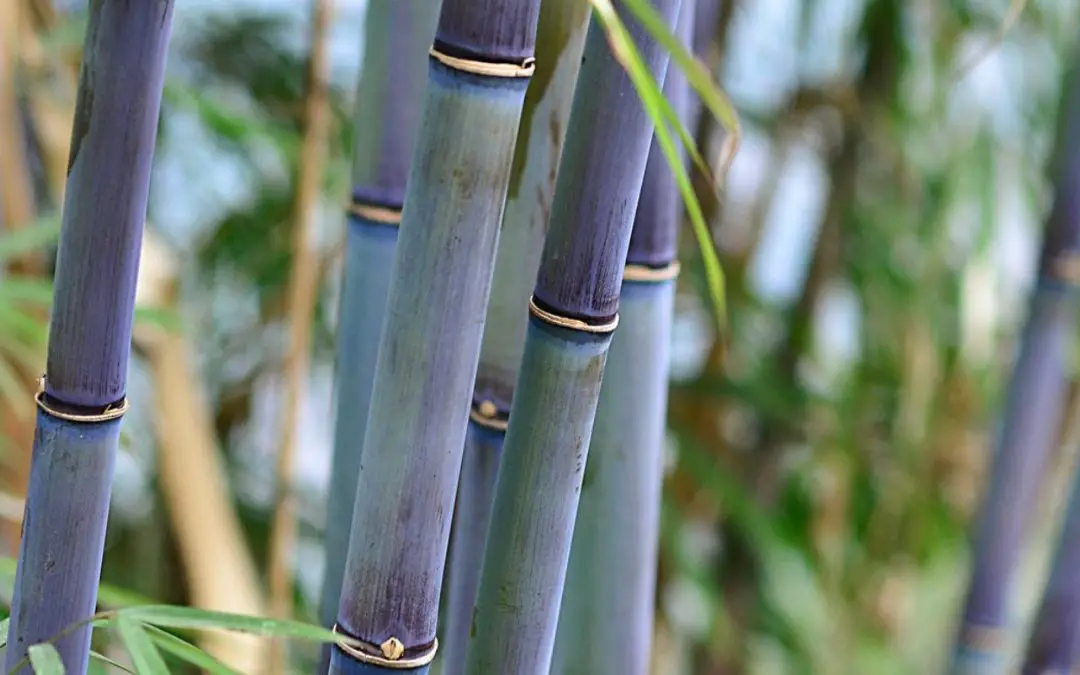 Blue Bamboo: Species that stand out