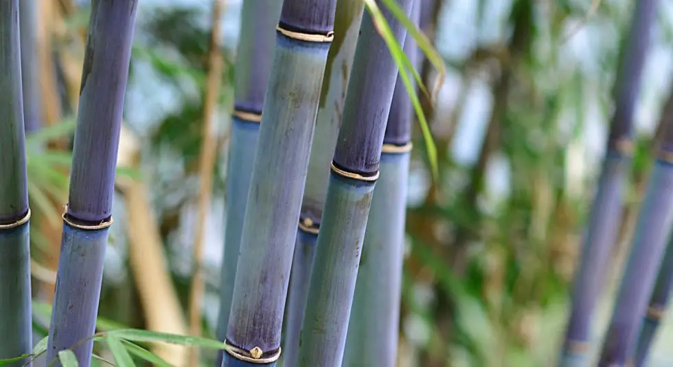 10 More clumping bamboo species Bambu Batu