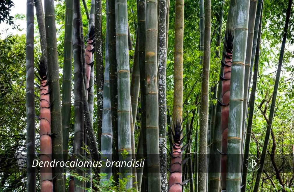 Dendrocalamus brandisii bamboo species
