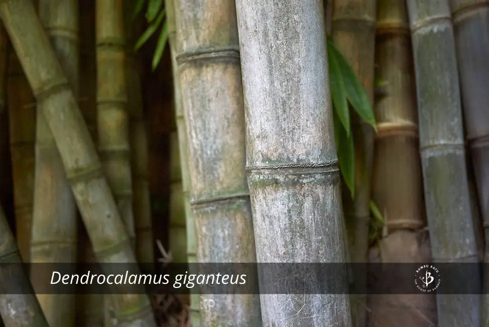Dendrocalamus giganteus bamboo species