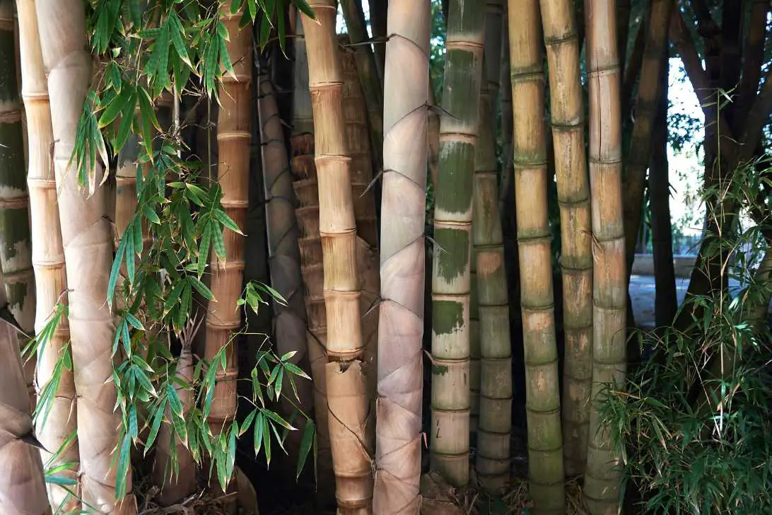 Giant Bamboo Dendrocalamus