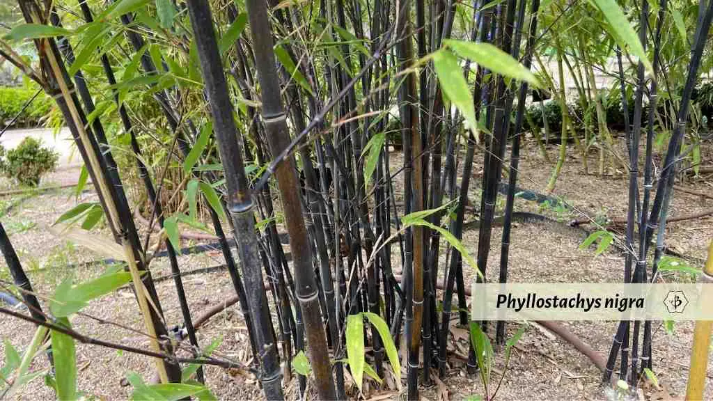 Phyllostachys nigra black bamboo Madrid