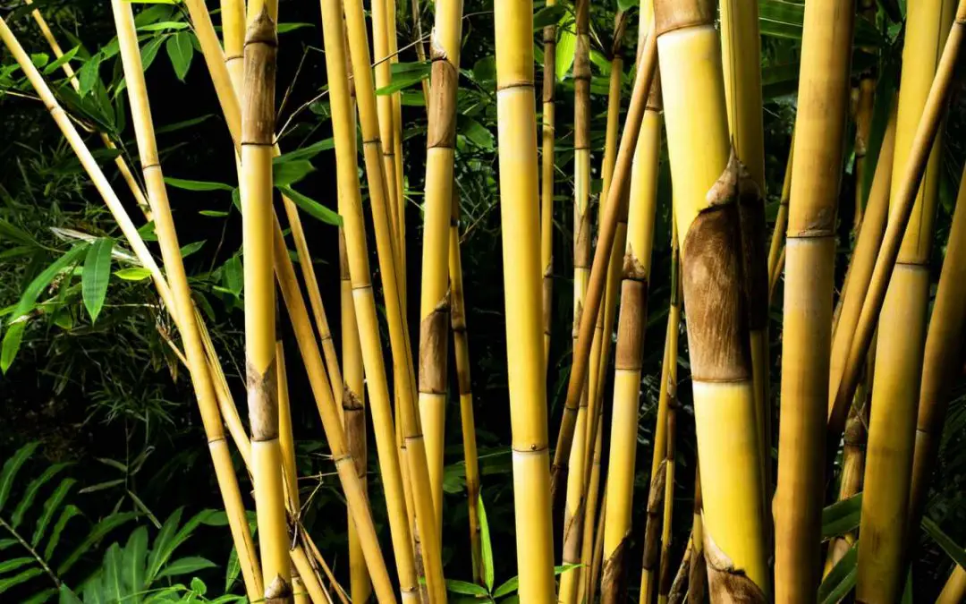 10 More clumping bamboo species