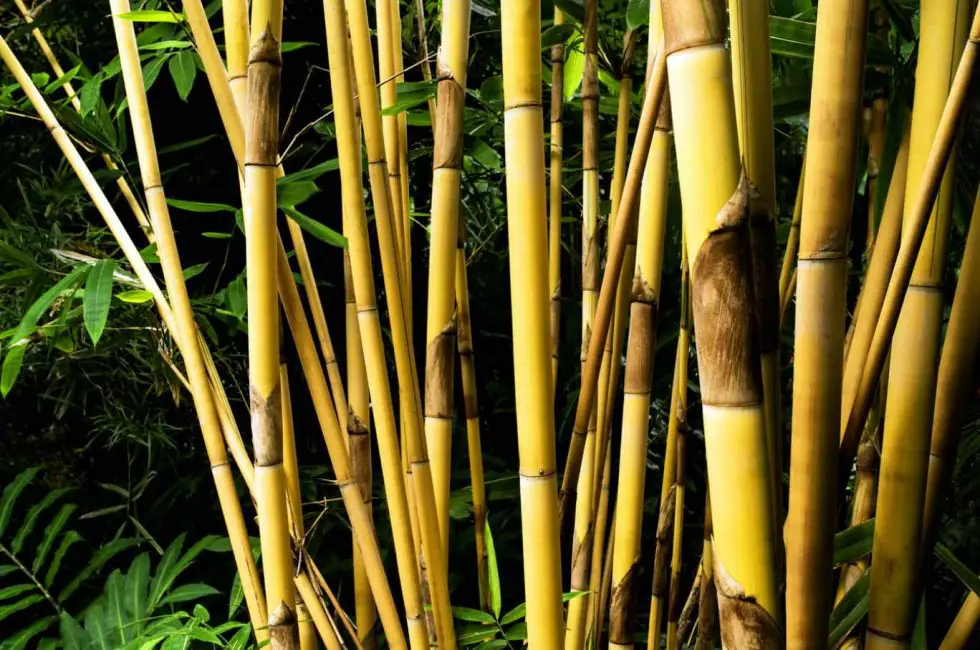 10 More Clumping Bamboo Species Bambu Batu