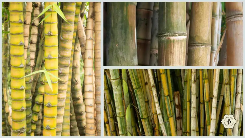 Tropical bamboo for Florida and the Deep South Bambu Batu