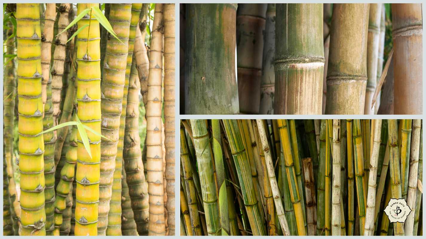 Tropical bamboo for Florida