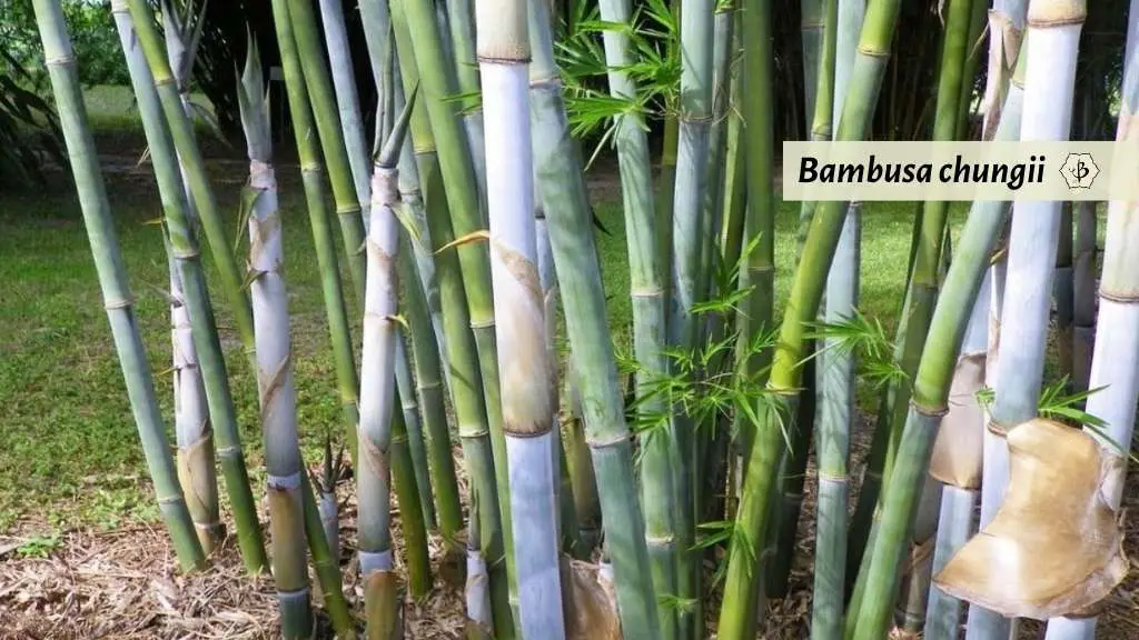 Bambusa chungii blue bamboo