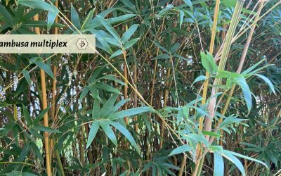 Bambusa multiplex: A bamboo with multiple personalities