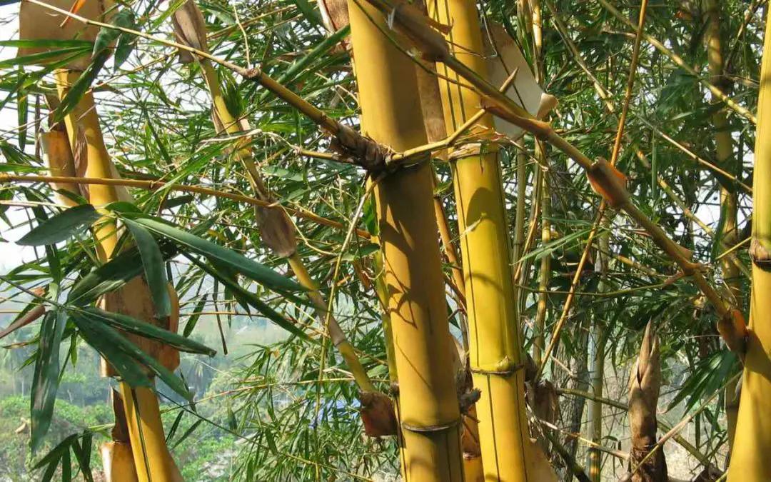 Golden Bamboo: Phyllostachys aurea and others