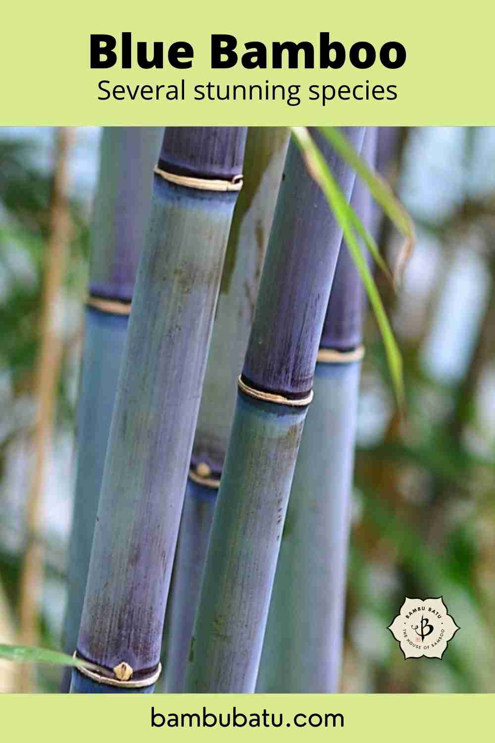 Blue bamboo pin