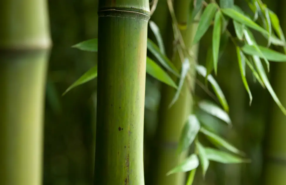Investing in Bamboo: Yield of greens