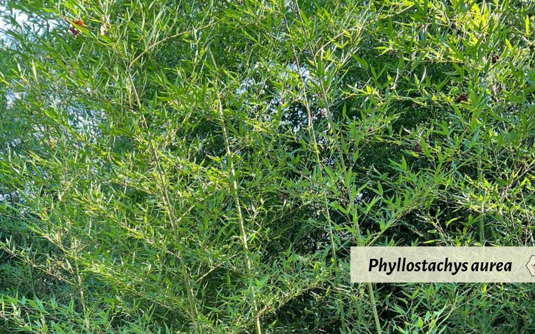 Golden Bamboo: Phyllostachys aurea and others