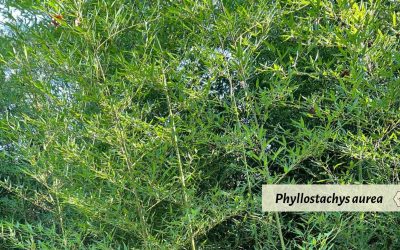 Golden Bamboo: Phyllostachys aurea and others