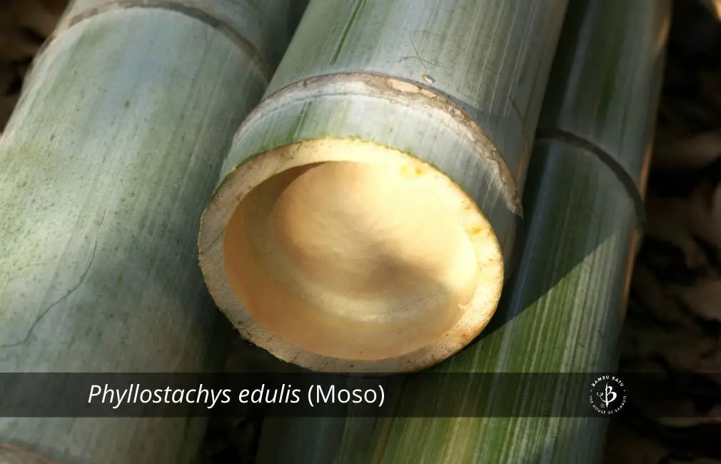 Phyllostachys edulis Moso timber bamboo