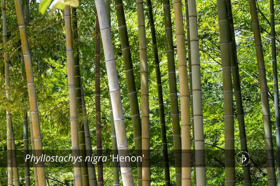 Phyllostachys nigra Henon Jätte grå bambu