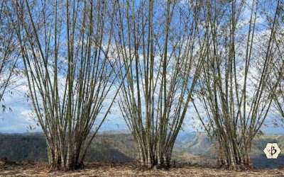 Bamboo in the Philippines: Indigenous Abundance