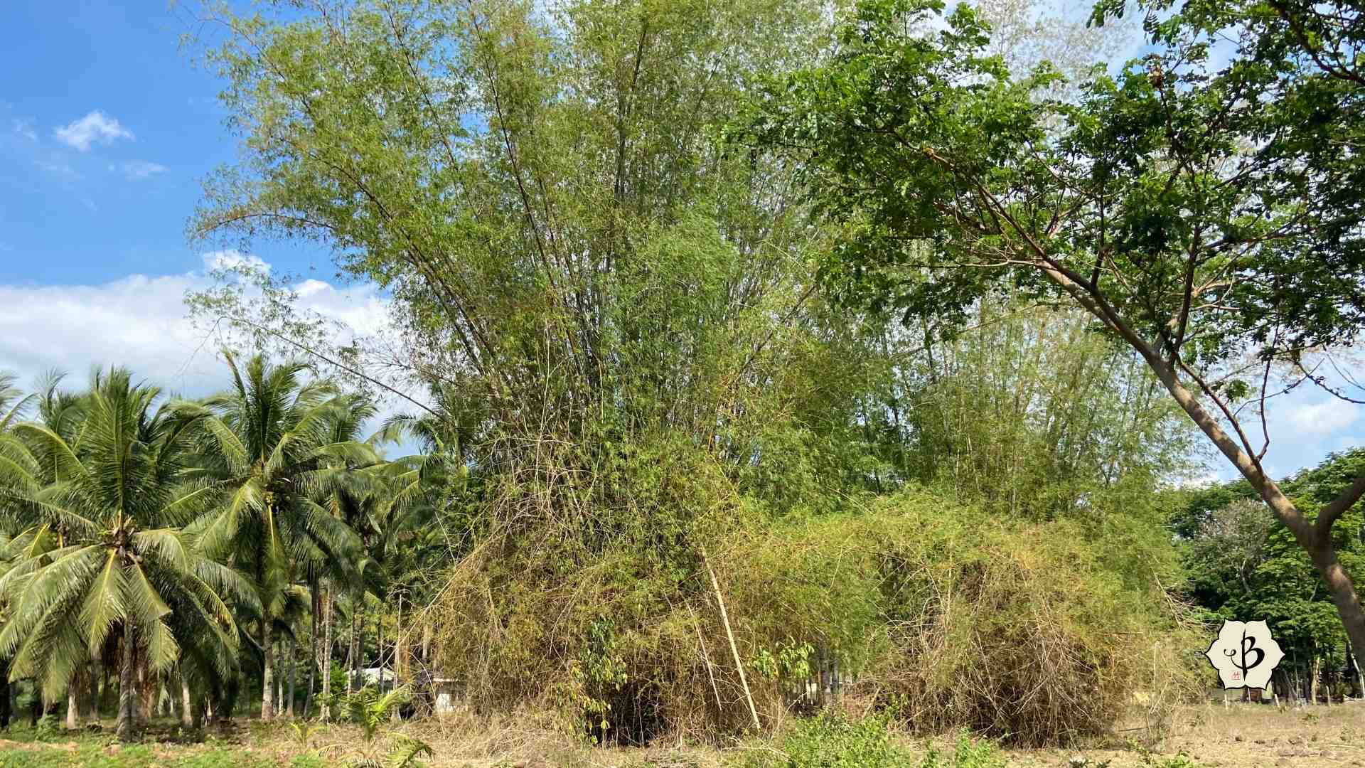 Bambusa blumeana in the Philippines