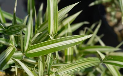 9 Best bamboo species to place in a pot