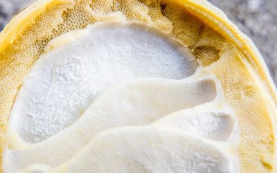 Zymomonas mobilis: An exciting enzyme for bamboo processing