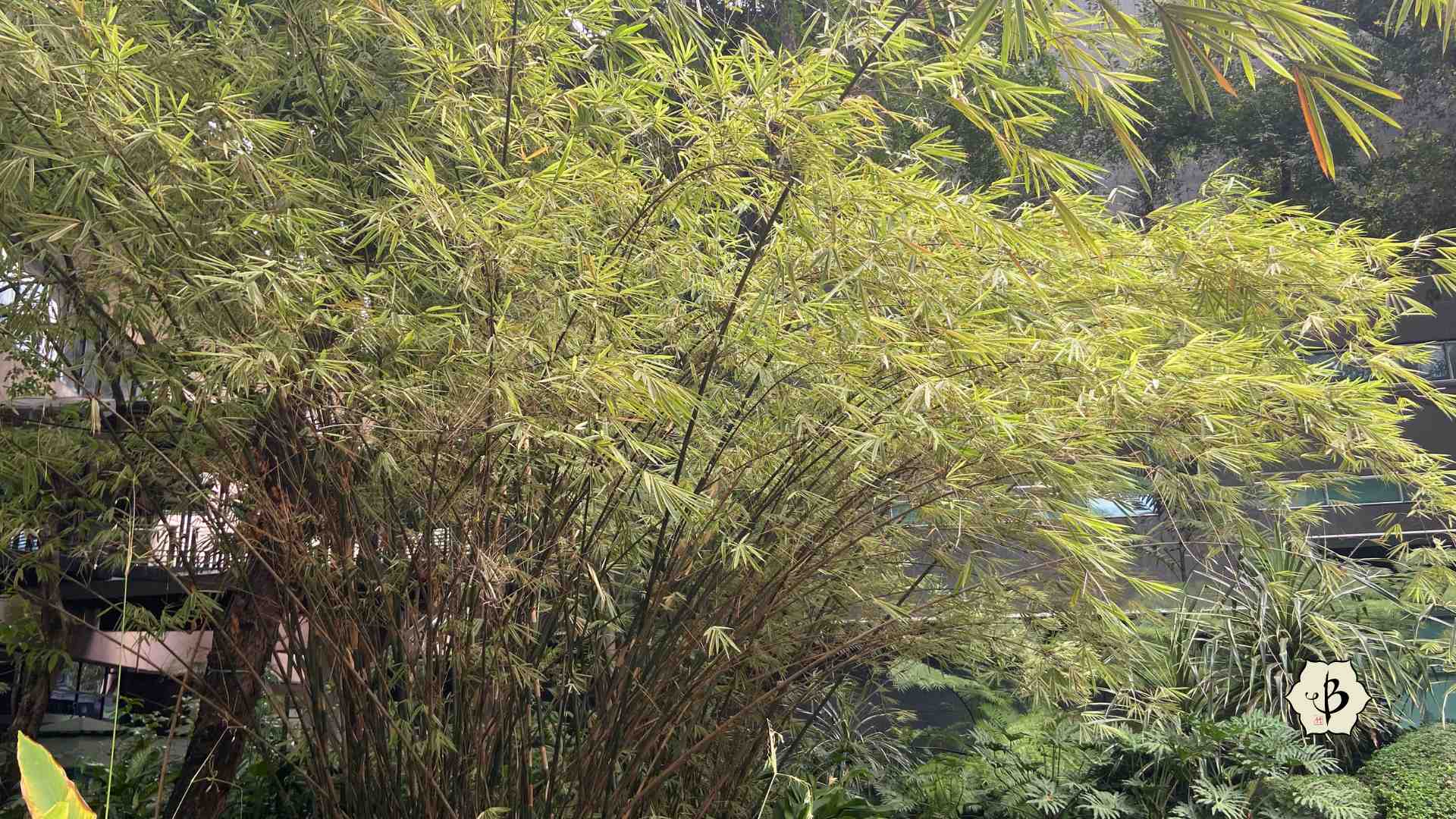 Gigantochloa Bamboo in Manila Philippines