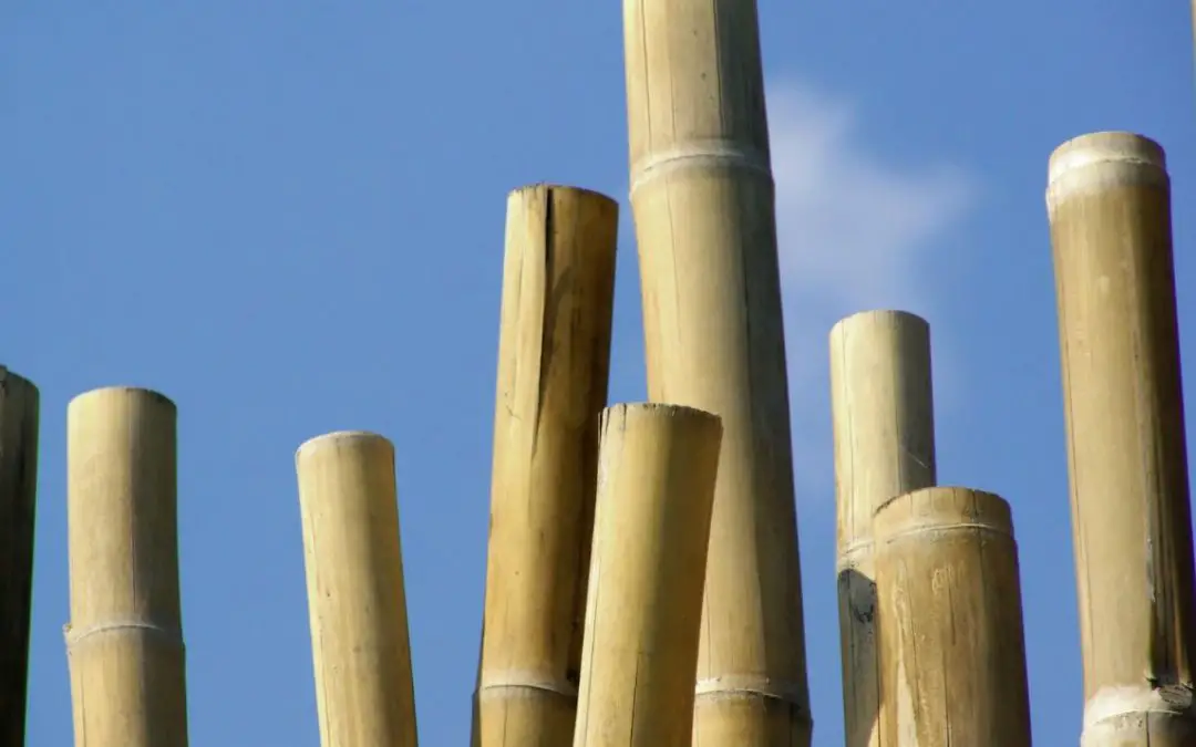6 Ways to make money growing bamboo