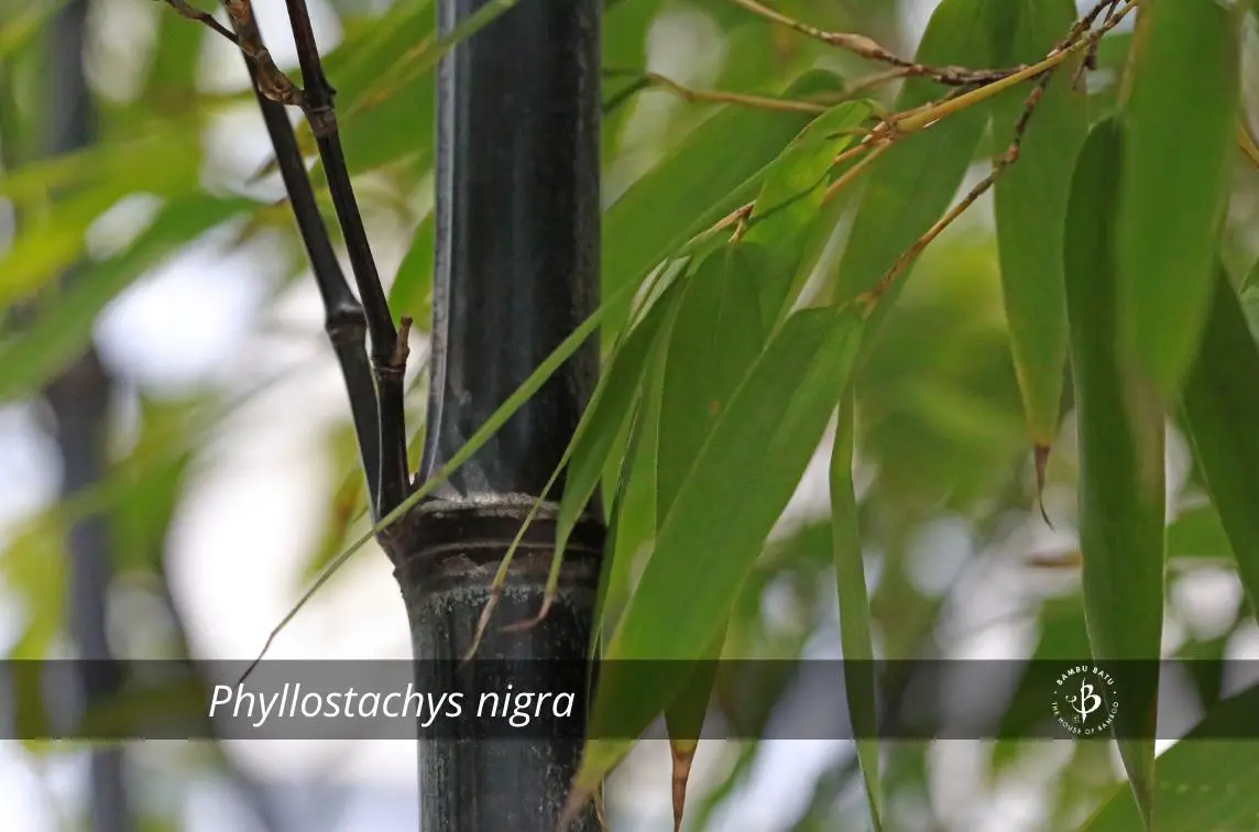 Phyllostachys nigra 2 black bamboo species