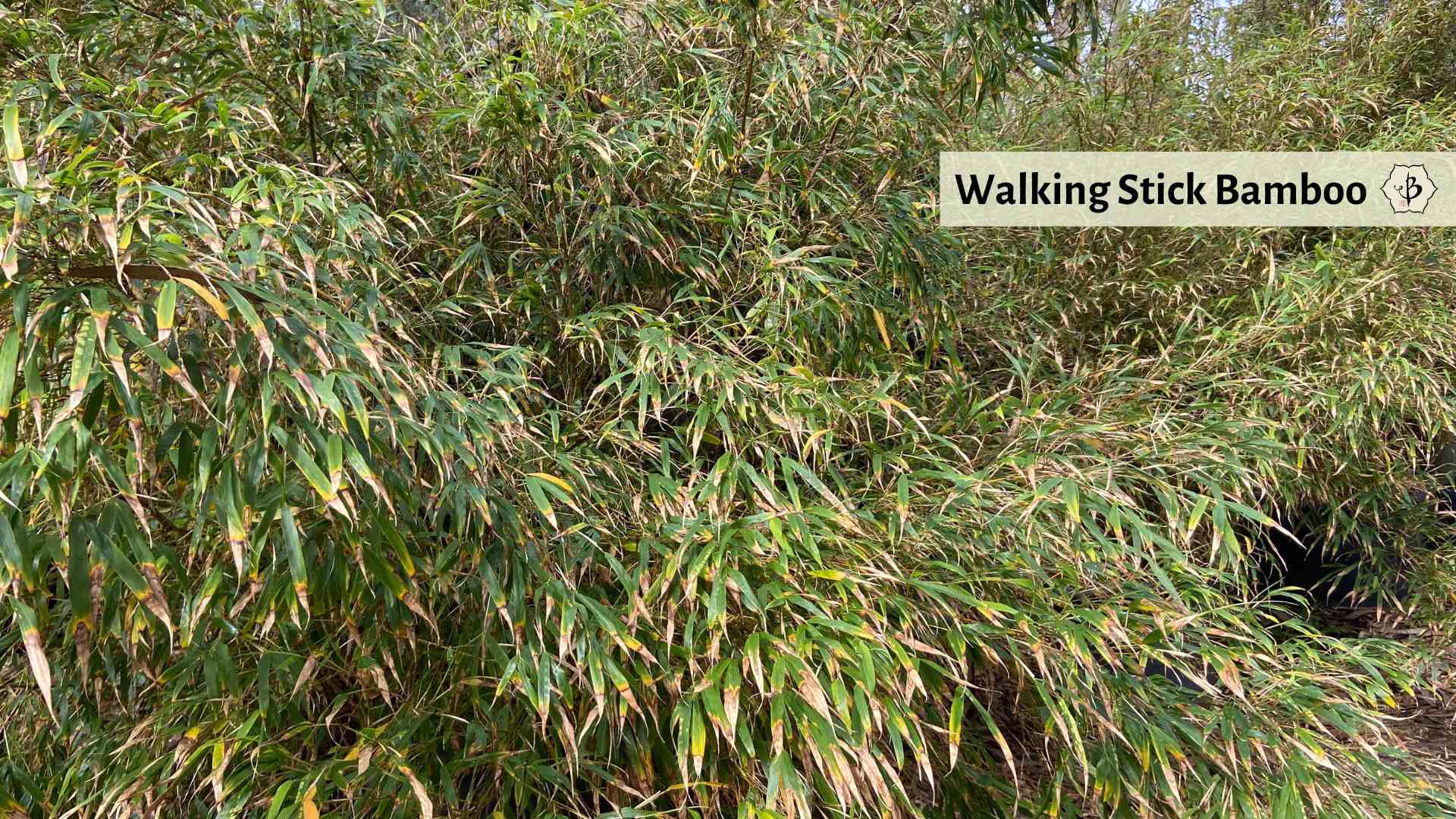 Wispy leaves of Walking Stick Bamboo