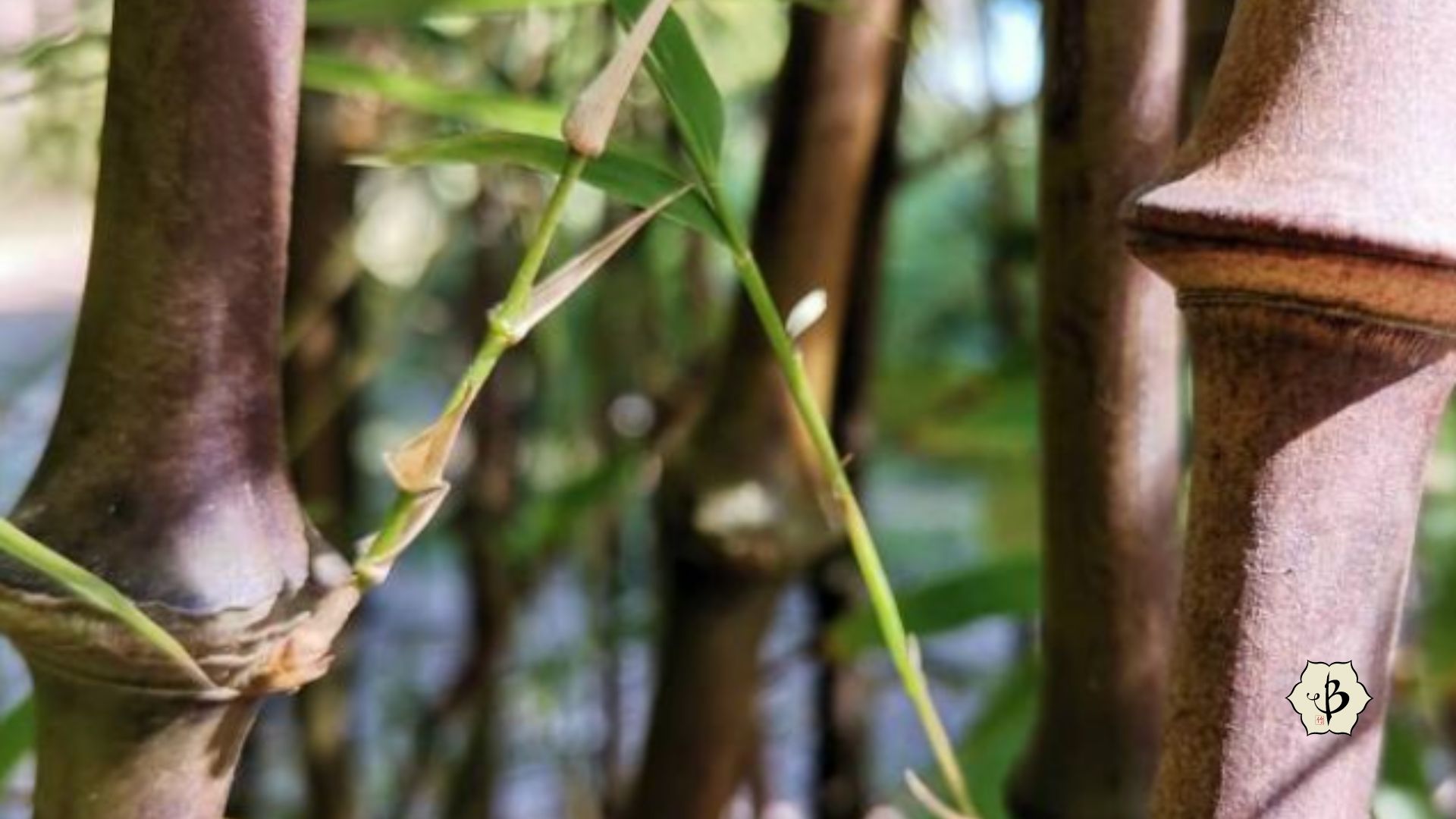 Walking stick bamboo nodal joints
