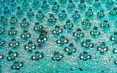 Bamboo micropropagation with tissue culture