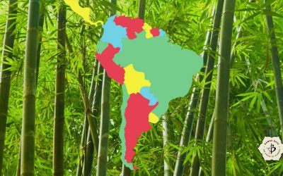 Bamboo of South America: Ornamental and economic species