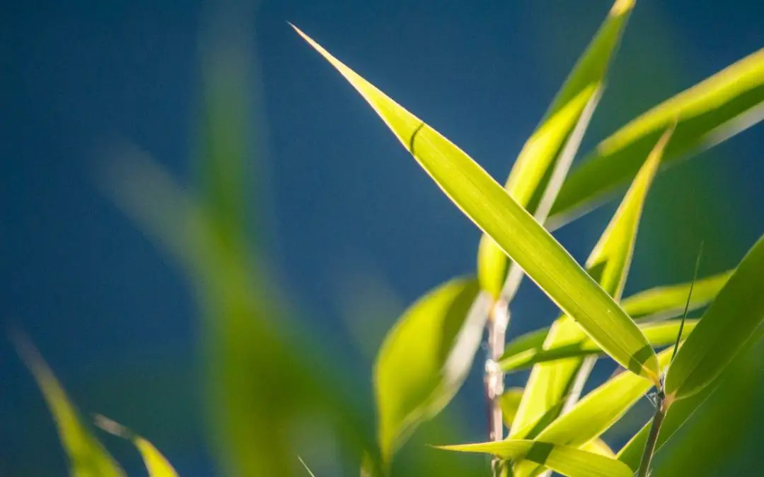 Drought-tolerant bamboo for dry climates