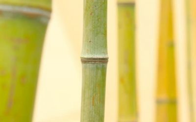 Is bamboo lucky? Gardening for good fortune
