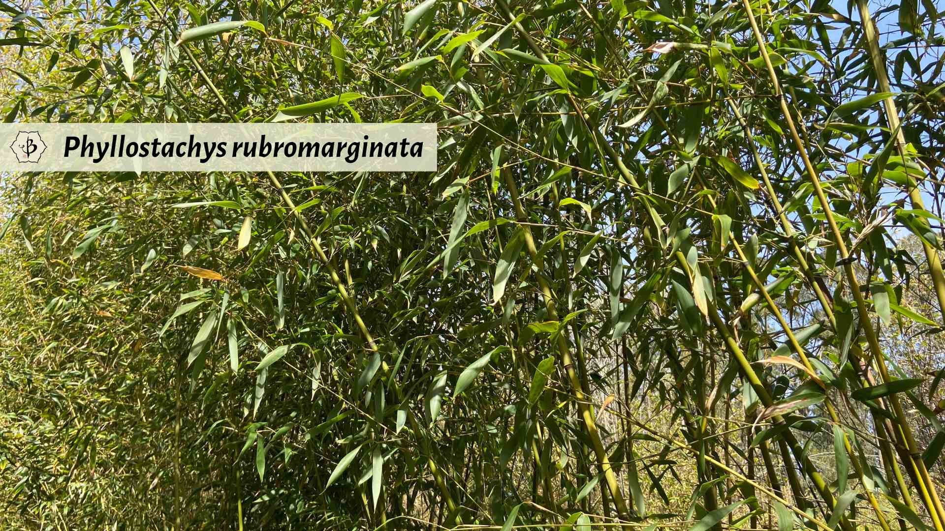 Phyllostachys rubromarginata Hornaday