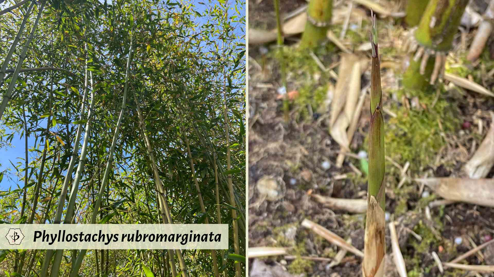 Phyllostachys rubromarginata features