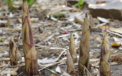 Shoot to kill: Are bamboo shoots poisonous?
