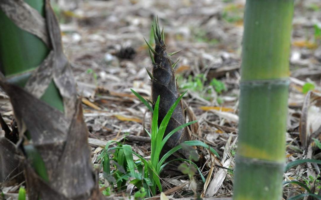 Bamboo as a pioneer species