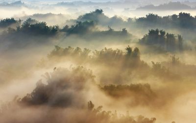 Bamboo in the mountains: Reaching record elevations